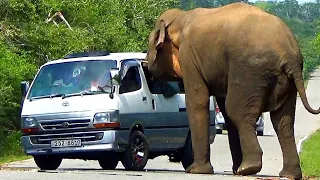 A wild elephant that came to the road in search of food attacks the van