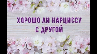 Хорошо ли нарциссу с другой