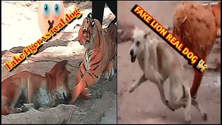 Dog Prank in Fake tiger 🐅!!Do not try to laugh 😄#dog  #prank #fake Fake tiger vs real dog prank