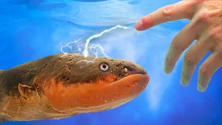 SHOCKED! by an Electric Eel (800 volts)