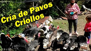 BREEDING OF PEASANT CREOLE TURKEYS