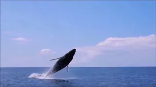 Baby Whale Breach