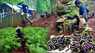 The eggplant harvest was hit by heavy rain until the afternoon, life on the mountain ep 165