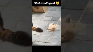 funny 🤣 cat 🐈 video #shorts #short #viral #cats #youtubeshorts #shortsfeed