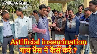 Artificial insemination in cow & buffalo l Dr Umar Khan