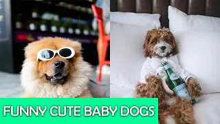Funny Pets | Baby Dogs Cute and Funny Dog Videos Compilation  #funnypets #funnyanimals #funnydogs