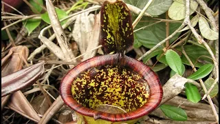 The Discovery of Nepenthes attenboroughii