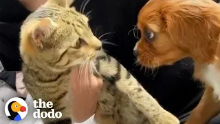 Cat Adopts His New Puppy Brother The Second He Meets Him | The Dodo