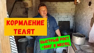 Кормление телят , каша для быстрого роста телят