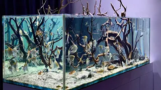 Unbelievable Angelfish Aquarium! Beautiful & Clean Angelfish Aquascape