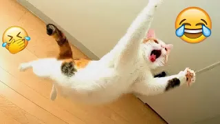 Funniest Cats and Dogs 😂🙀 Best Funny Cats Videos 😍🐱