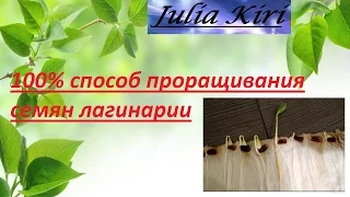 100% способ проращивания семян лагенарии. 100% method germination of seeds of lagenaria.