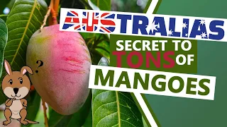 Unbelievable! Australian Farmers Produce TONS of Mangoes. Farming secrets revealed!