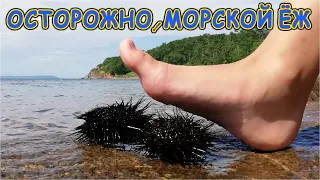 ВНИМАНИЕ ОСТОРОЖНО !!! Черный Морской Ёж - Берегите ваши ноги!