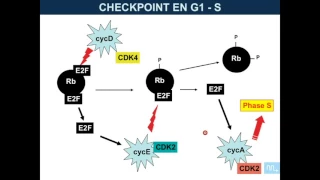 génétique des cancers partie 5