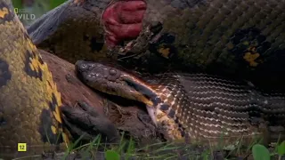 SERPIENTES MONSTRUOSAS | NAT GEO WILD