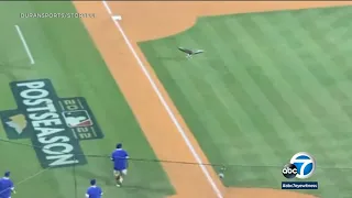 Goose on the loose causes delay at Dodgers playoff game