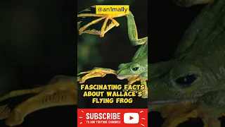 Fascinating Facts About Wallace's Flying Frog