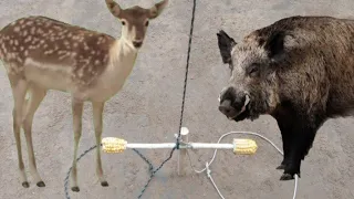 Armadilha de entalho com laço duplo-duas chances de pegar animais javali-sobrevivência na selva.