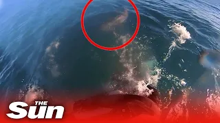 Heartstopping moment surfer swims for his life as he’s stalked by shark just INCHES behind him