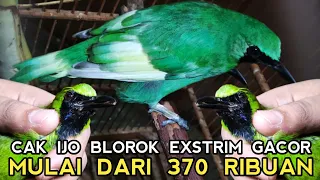 CUCAK IJO BLOROK EXSTRIM !! BURONAN PARA KOLEKTOR TAHUNAN BARU NEMU DISINI PASAR BURUNG PRAMUKA