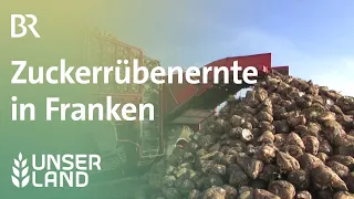 Zuckerrübenernte in Franken | Unser Land | BR Fernsehen