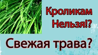 Сочные корма кроликам! Свежая трава или вяленая?