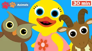 English Words - Animal Sounds Song | Stories For Kids With Tillie | Vocabulary | First University