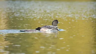 Birdsday Thursday: Common Loon