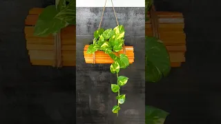 Turn Trash into Treasure: DIY Hanging Planter from Plastic Bottles and Scrap Wood