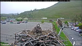 Hellgate Canyon Ospreys 2024 ~ Intruder Z0, female, Is Back, May 06, 2024