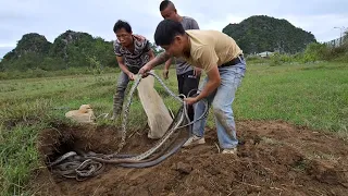 Dig Burrow Catch 100 King Cobras | Fishing TV