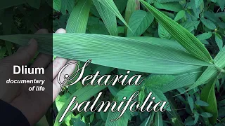 ヤシグラス (Setaria palmifolia) - パート 1