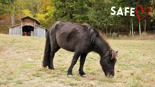 Starving Pony Rescue