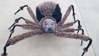 Crazy Giant Spider Prank!