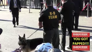 Bomb Sniffing Dogs arriving to Captain America Civil War Premiere at Dolby Theatre in in Hollywood