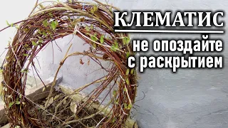 Клематис весной Когда открывать клематисы после зимы