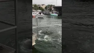 350 lb Goliath grouper caught from the boat ramp in Fort Lauderdale (HD)