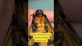 How long do Deaths head hawk moths live? #moths #hawkmoth #deathshead  #shorts