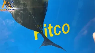 جولة في الجوطية واشتريت جهازين نوع  تلفزيون FITCO 15 LCD