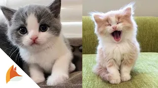 Animals SOO Cute! Cute baby animals Videos Compilation moment of the animals