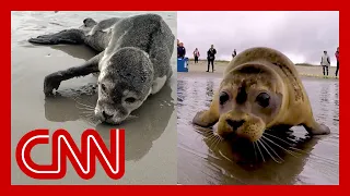 She found seal in trouble. Watch their emotional goodbye.