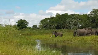 Слон помешал крокодилу утащить слоненка за хобот