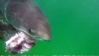First Great White Shark Sighting Of Summer Off The Cape