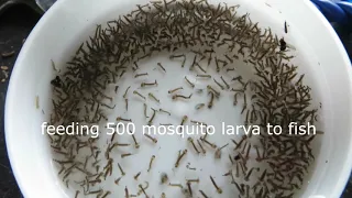 Feeding 500 mosquito larva to fish