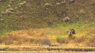 Grizzly Bear Attacks Injured Bull Elk And Elk Drags Grizzly Bear Then Sprints Into River - Wide