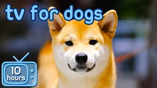 TV for Dogs 🐶 | Prevent Boredom and Anxiety with Movies for Dogs! + Relaxing Music!