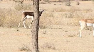 Black Deer, Black Buck, Alpha male guarding group female.