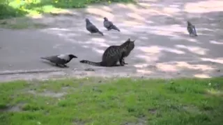 Ворона нападает на бедного кота