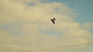 Shotkam Crow & pigeon shooting